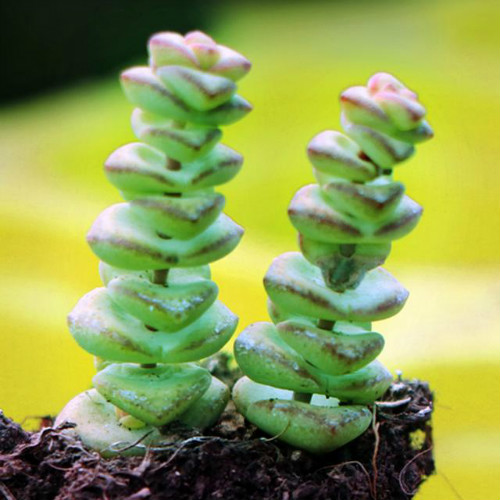 钱串子怎么养能爆盆方法图解 钱串子长得快养殖方法介绍