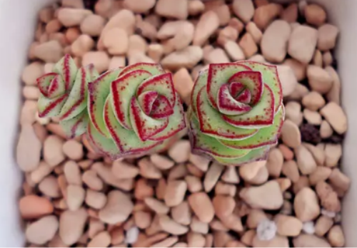 钱串子怎么养能爆盆方法图解 钱串子长得快养殖方法介绍