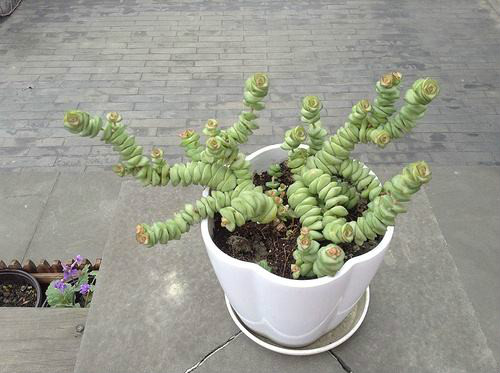 钱串子怎么养能爆盆方法图解 钱串子长得快养殖方法介绍