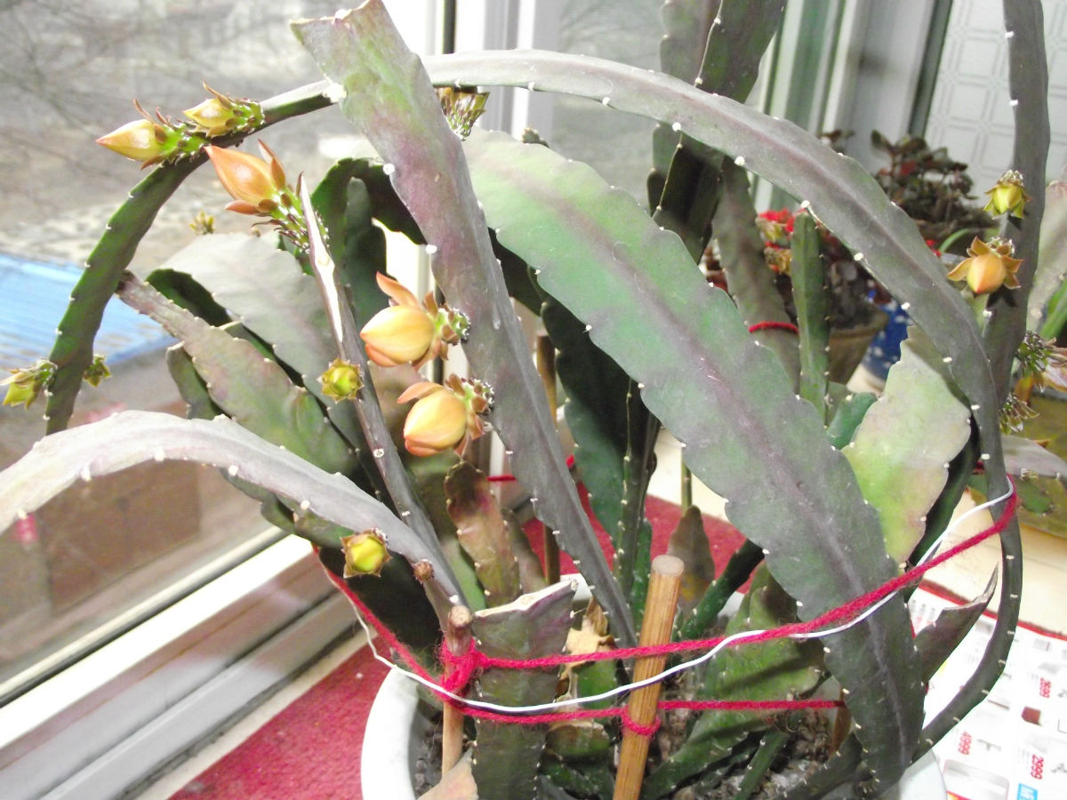 ����ɻ��Ĳ��溦�����δ�ʩ ����ɻ�Ҷ�����ԭ�򼰾��η���