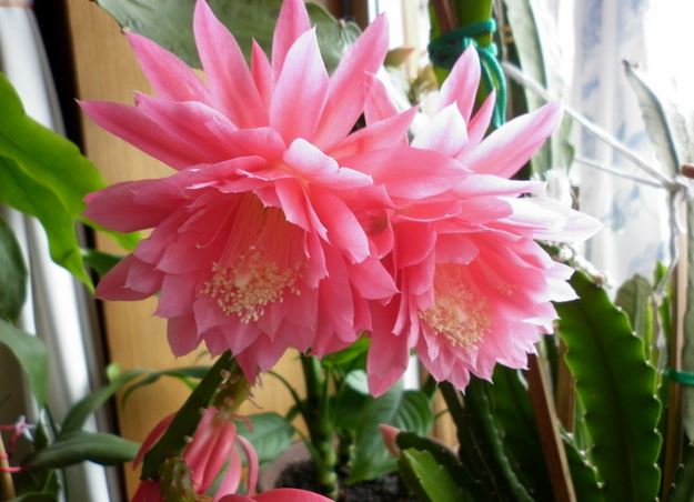 ����ɻ��Ĳ��溦�����δ�ʩ ����ɻ�Ҷ�����ԭ�򼰾��η���