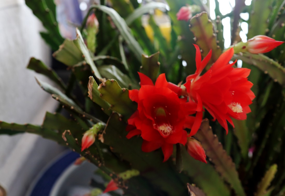 ����ɻ��Ĳ��溦�����δ�ʩ ����ɻ�Ҷ�����ԭ�򼰾��η���