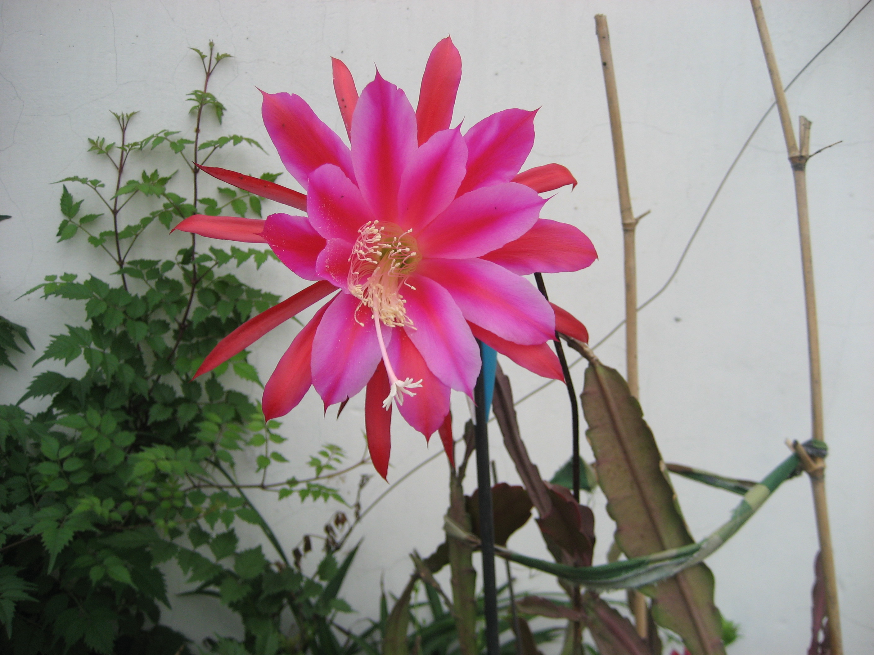 令箭荷花的病虫害及防治措施 令箭荷花叶子皱的原因及救治方法