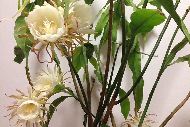 令箭荷花的功效与作用可以吃吗?令箭荷花和昙花的区别图片对比