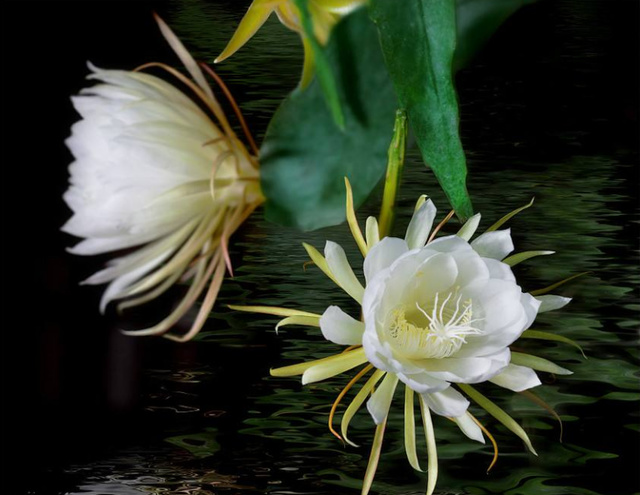 令箭荷花的功效与作用可以吃吗?令箭荷花和昙花的区别图片对比