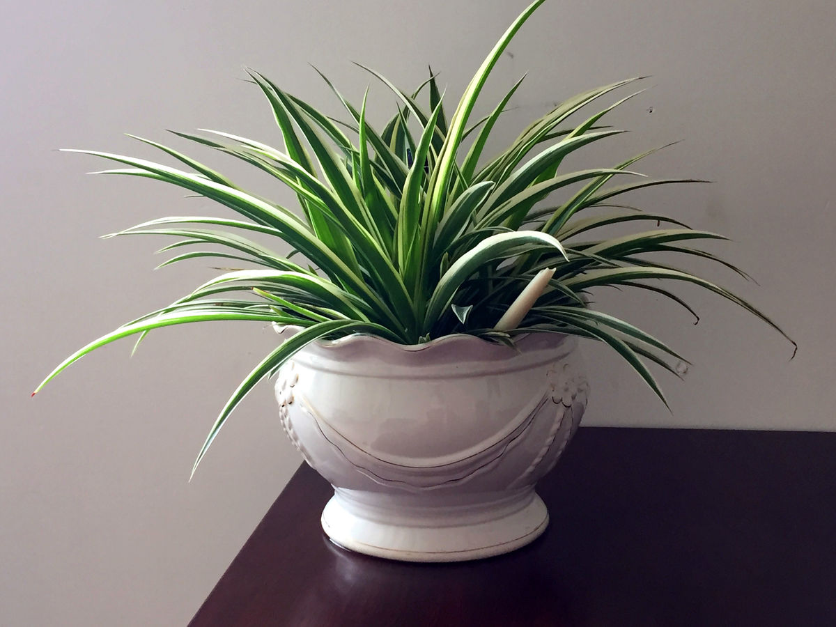 金边吊兰吸甲醛吗可以放卧室吗 金边吊兰的功效与作用介绍