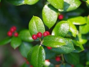 家里种冬青好吗有什么风水意义 冬青在庭院的合适位置看这里