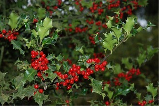 家里种冬青好吗有什么风水意义 冬青在庭院的合适位置看这里