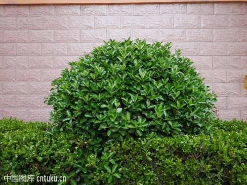 家里种冬青好吗有什么风水意义 冬青在庭院的合适位置看这里