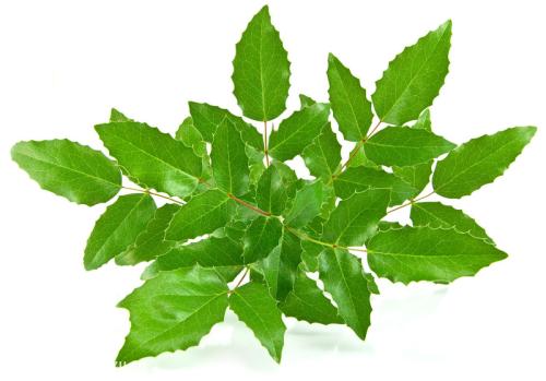 家里种冬青好吗有什么风水意义 冬青在庭院的合适位置看这里