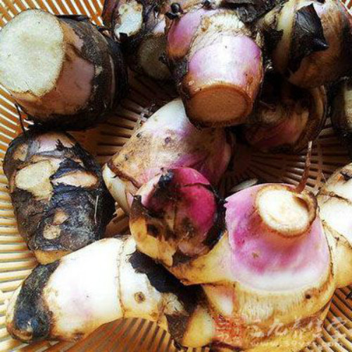 美人蕉有毒吗可以养在客厅吗 美人蕉根茎能吃吗食用方法