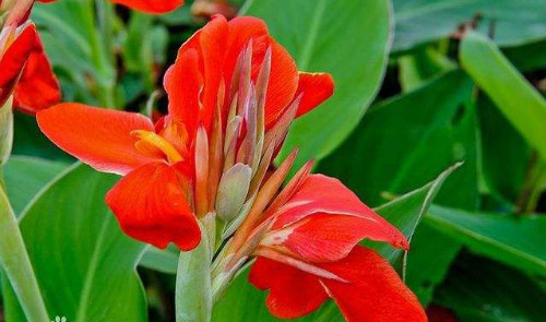 美人蕉有毒吗可以养在客厅吗 美人蕉根茎能吃吗食用方法