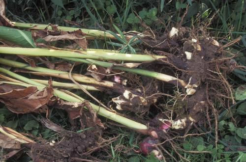 美人蕉有毒吗可以养在客厅吗 美人蕉根茎能吃吗食用方法