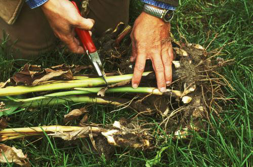 美人蕉有毒吗可以养在客厅吗 美人蕉根茎能吃吗食用方法