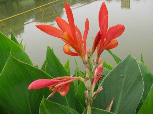 美人蕉有毒吗可以养在客厅吗 美人蕉根茎能吃吗食用方法