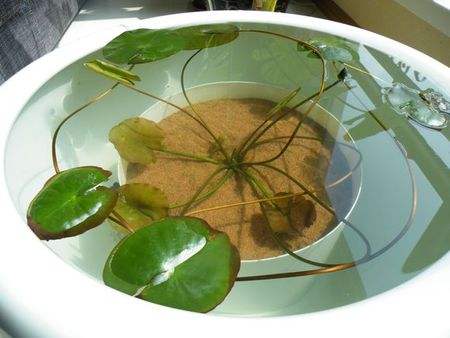 ˯������ֲ������ͼ ˯������Ҫ��ô���Ų�����