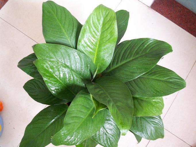 一帆风顺好养吗?一帆风顺的养殖方法和注意事项有哪些