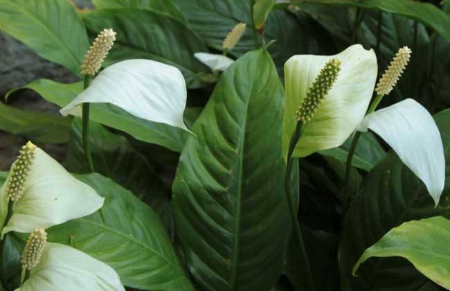 一帆风顺好养吗?一帆风顺的养殖方法和注意事项有哪些