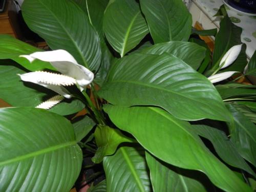 一帆风顺好养吗?一帆风顺的养殖方法和注意事项有哪些