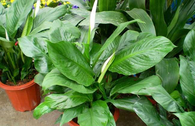 一帆风顺好养吗?一帆风顺的养殖方法和注意事项有哪些