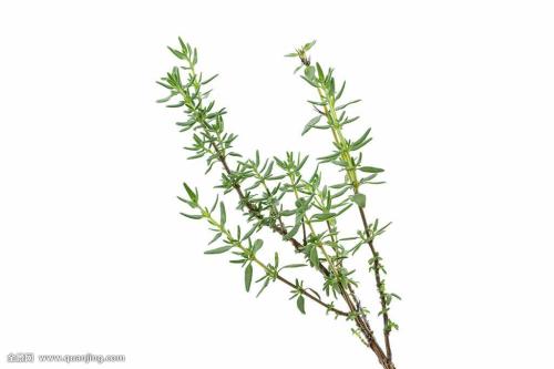 百里香花语与传说介绍 小编告诉你什么是百里香图片