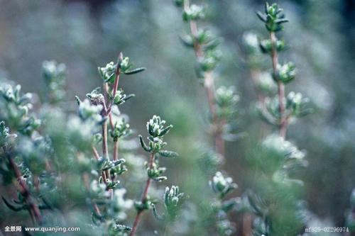百里香花语与传说介绍 小编告诉你什么是百里香图片