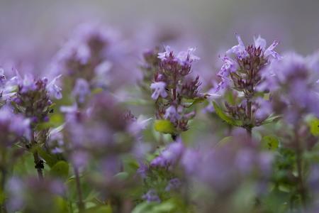 百里香花语与传说介绍 小编告诉你什么是百里香图片