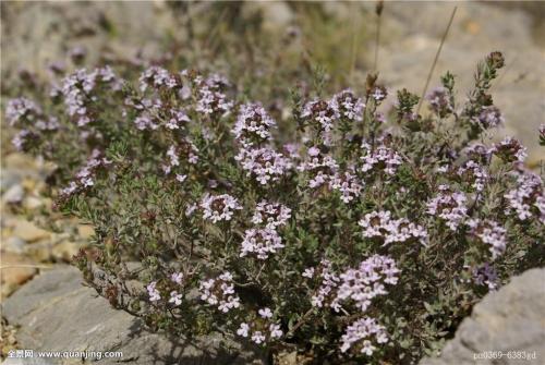 百里香的功效与作用有哪些 百里香要用在这里才有作用