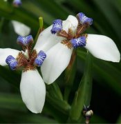 巴西鸢尾兰有毒吗能室内养吗 巴西鸢尾真的致癌吗作用如何