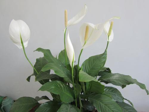 一帆风顺花冬天怎么养?好养活吗?一帆风顺冬季要这样浇水