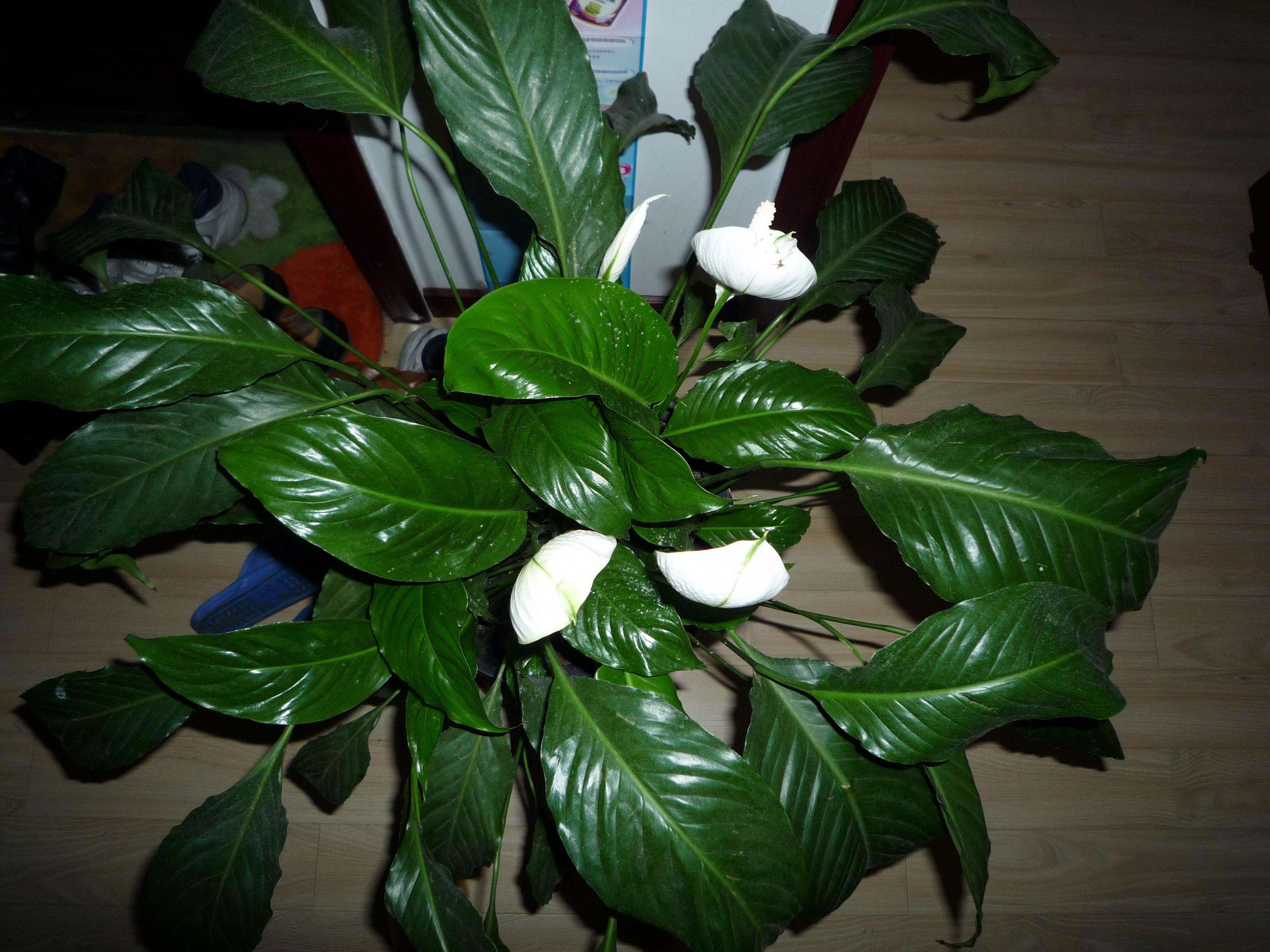 一帆风顺花冬天怎么养?好养活吗?一帆风顺冬季要这样浇水