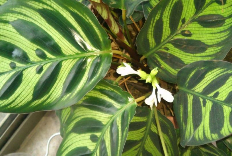 孔雀竹芋好养吗?怎么浇水?孔雀竹芋冬天要这么养