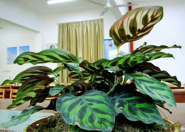 孔雀竹芋好养吗?怎么浇水?孔雀竹芋冬天要这么养