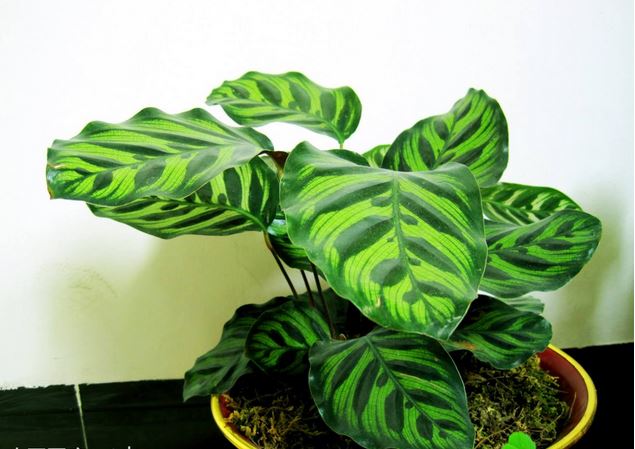 孔雀竹芋好养吗?怎么浇水?孔雀竹芋冬天要这么养