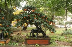 金弹子如何造型方法图片 金弹子需要这样造型才好看