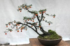 金弹子盆景的制作入门教学 平时我们需要这么管理金弹子盆景