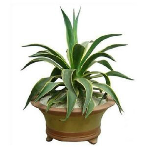 龙舌兰有毒吗能放在卧室吗 龙舌兰植物有什么作用和功效