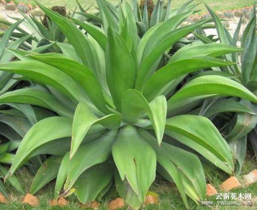 龙舌兰有毒吗能放在卧室吗 龙舌兰植物有什么作用和功效