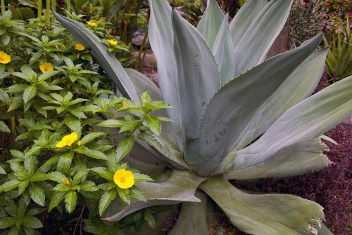 龙舌兰有毒吗能放在卧室吗 龙舌兰植物有什么作用和功效