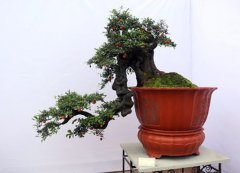 金弹子什么时候修剪如何修剪 金弹子盆景修剪示意图看这里