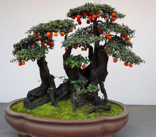 金弹子好活吗冬天要怎么养护 金弹子盆景北方也可以这么养