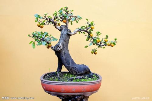 金弹子好活吗冬天要怎么养护 金弹子盆景北方也可以这么养