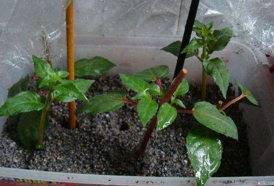 ���ҽ���ʲôʱ��Ǥ�壿��ôǤ�壿���ҽ���Ǥ�巽��ͼ��