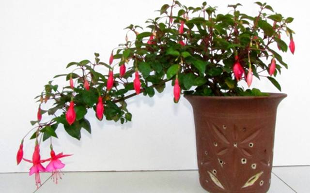 ���ҽ��Ӷ����������������ҽ��Ӱ�ȫ������õļ��ɷ���