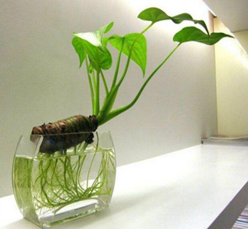 滴水观音有什么好处能除甲醛吗 滴水观音的作用与功效介绍