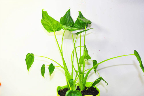 滴水观音有什么好处能除甲醛吗 滴水观音的作用与功效介绍