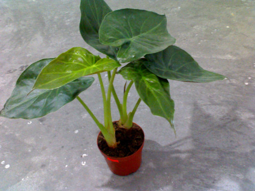 滴水观音有什么好处能除甲醛吗 滴水观音的作用与功效介绍