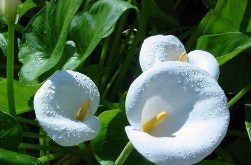 ��ˮ����������ô����ν�ˮ  ��ˮ��������������ʩ����