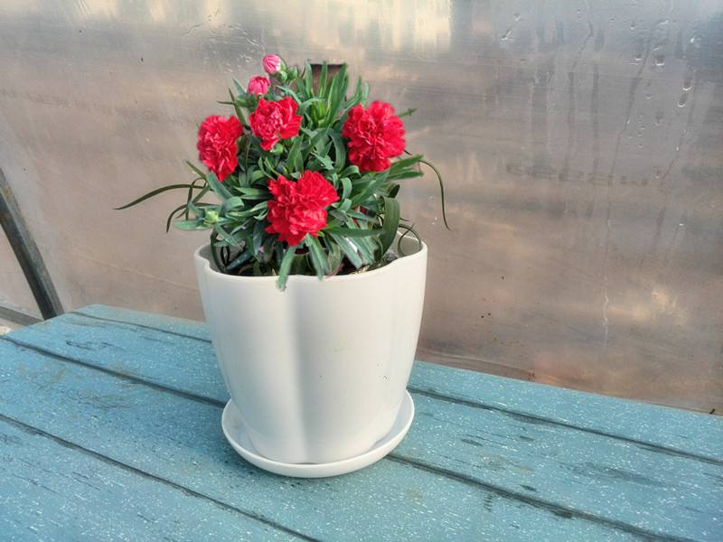 ����ܰ������ֳ������ע������ ����ܰ������ô���Ų��ᱻ����