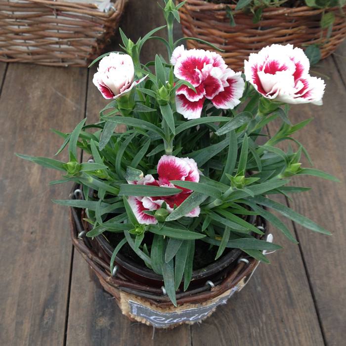 ����ܰ������ֳ������ע������ ����ܰ������ô���Ų��ᱻ����